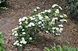Gardenia jasminoides Kleims Hardy — photo 2
